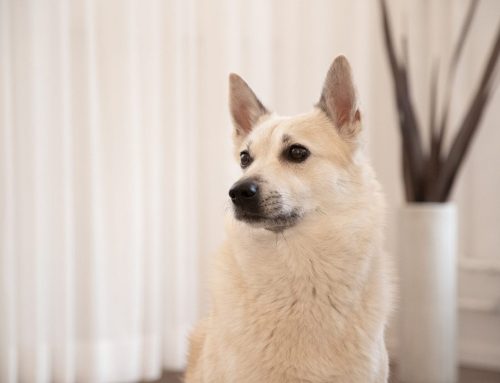 Tassuterapeutti – vastuullisesti ja eläimen ehdoilla