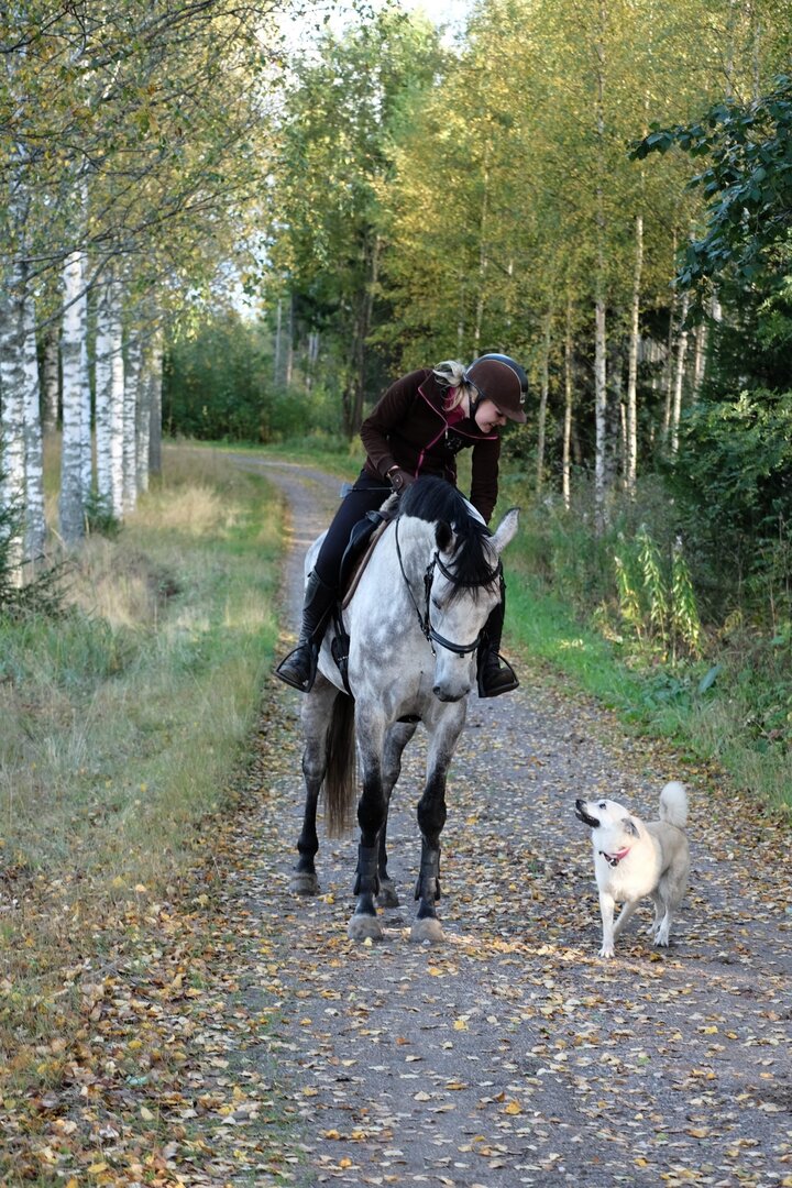 koirankoulutus Nurmijärvi