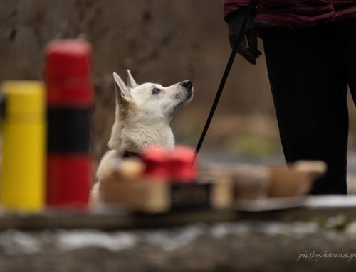🐾 Koirankoulutus  – näin valmistaudut tapaamiseen
