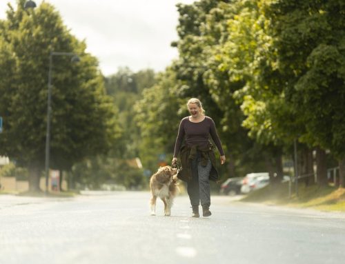 Uutta: Eläinpalvelut – tukea koirallesi ja sinulle
