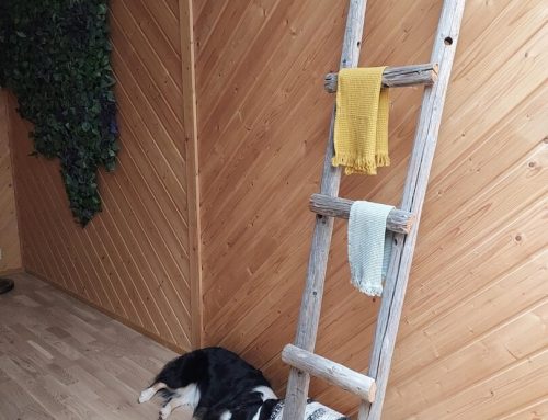 Oma koira mukana tapaamisessa – mitä sinun on hyvä tietää